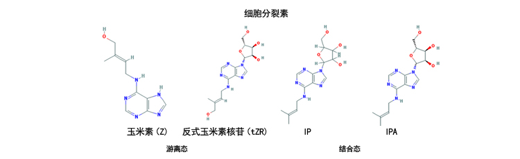 反式玉米素核苷