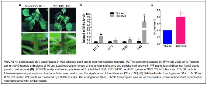水杨酸（SA）在H2B沉默植物中积累，参与叶柄坏死