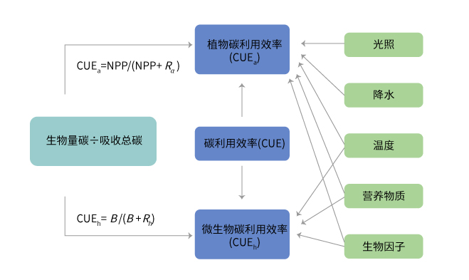 碳利用效率 CUE、CUEa、CUEh关系结构及影响因子