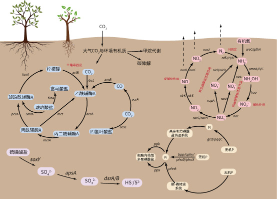 土壤功能基因碳氮磷循环图