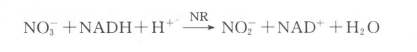 硝酸还原酶测定原理