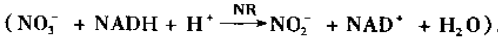 硝酸还原酶测定