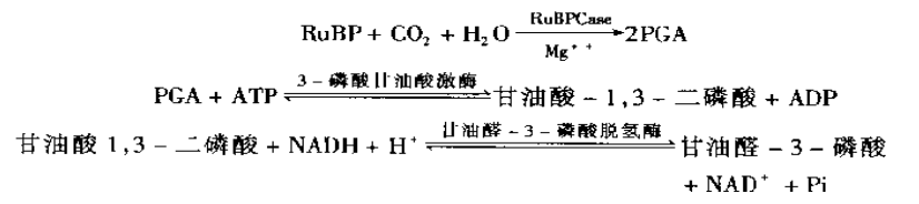 核酮糖-1,5-二磷酸羧化酶活性测定