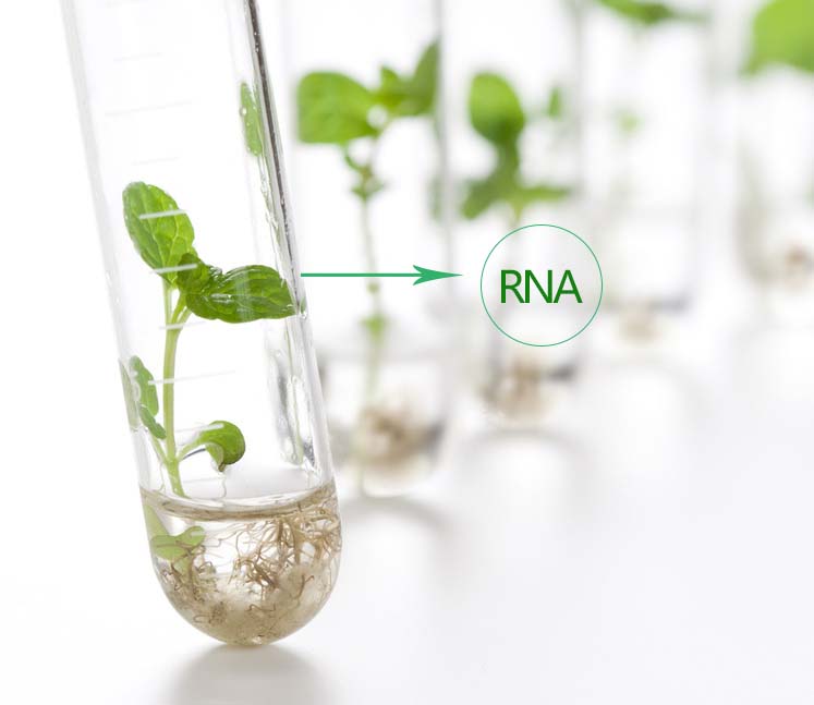 植物RNA提取