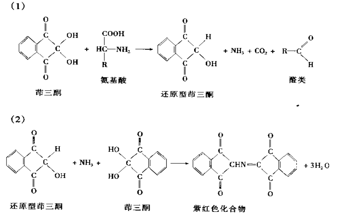 茚三酮显色法